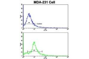 Flow Cytometry (FACS) image for anti-Nucleoporin 62kDa (NUP62) antibody (ABIN3003247)