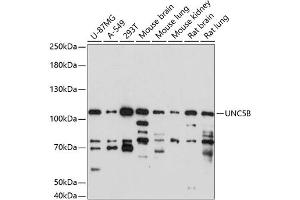 Western blot analysis of extracts of various cell lines, using UNC5B antibody (ABIN7268854) at 1:1000 dilution. (UNC5B antibody  (AA 290-377))