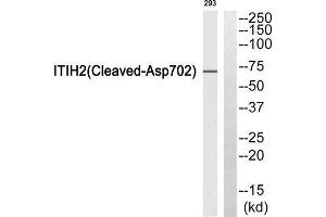 Western Blotting (WB) image for anti-Inter-alpha Globulin Inhibitor H2 Polypeptide (ITIH2) (Cleaved-Asp702) antibody (ABIN1853576)