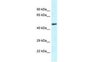Image no. 1 for anti-Solute Carrier Family 1 (Glutamate/Neutral Amino Acid Transporter), Member 4 (SLC1A4) (C-Term) antibody (ABIN6747660) (SLC1A4 antibody  (C-Term))