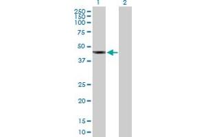 Western Blot analysis of SUDS3 expression in transfected 293T cell line by SUDS3 MaxPab polyclonal antibody. (SDS3 antibody  (AA 1-328))