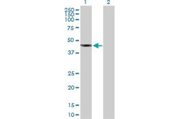 SDS3 anticorps  (AA 1-328)