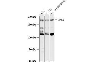 Western blot analysis of extracts of various cell lines, using MKL2 antibody  at 1:3000 dilution. (MKL2 antibody  (AA 170-300))