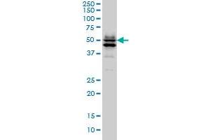 GATA2 monoclonal antibody (M02), clone 1G5 Western Blot analysis of GATA2 expression in Hela S3 NE . (GATA2 antibody  (AA 1-102))
