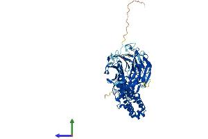 AlphaFold protein structure predicition of Mouse Recombinant Kbtbd3 Protein, UniprotID Q8BHI4