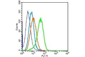 cells probed with Rabbit Anti-Calponin 2 + 3 Polyclonal Antibody (CNN2 antibody  (AA 101-200))