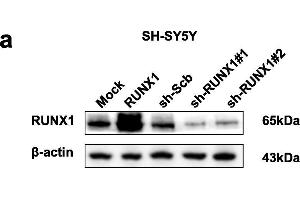 Western Blotting (WB) image for anti-Runt-Related Transcription Factor 1 (RUNX1) (AA 221-480) antibody (ABIN6147309)