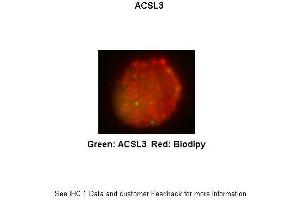 Researcher: Received from anonymous Application: IHC Species+tissue/cell type:THP-1 derived macrophage Primary antibody dilution: 1:200 Secondary antibody: Goat anti-rabbit Alexa Fluor 647 Secondary antibody dilution:1:333 (Acsl3 antibody  (N-Term))