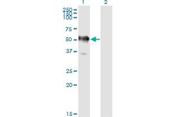 GAPDHS antibody  (AA 1-408)