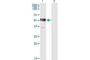 Western Blot analysis of GAPDHS expression in transfected 293T cell line by GAPDS monoclonal antibody (M01), clone 2E3-2E10. (GAPDHS antibody  (AA 1-408))