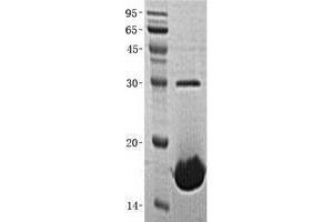 Validation with Western Blot (SUMO1 Protein (Transcript Variant 2))