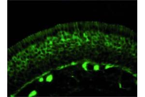 Image no. 1 for anti-Collapsing-Response Mediator Protein 2 (CRMP-2) (C-Term) antibody (ABIN347037) (Collapsing-Response Mediator Protein 2 (CRMP-2) (C-Term) antibody)