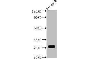 Western Blot Positive WB detected in: Mouse stomach tissue All lanes: Gsta1 antibody at 1:2000 Secondary Goat polyclonal to rabbit IgG at 1/50000 dilution Predicted band size: 26 kDa Observed band size: 26 kDa (GSTA1 antibody  (AA 2-223))