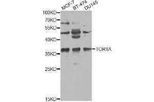 Western blot analysis of extracts of various cell lines, using TOR1A antibody (ABIN1875166) at 1:1000 dilution. (TOR1A antibody)
