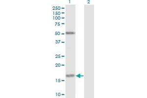 Western Blot analysis of FUT2 expression in transfected 293T cell line by FUT2 monoclonal antibody (M02), clone 4C12. (FUT2 antibody  (AA 51-150))