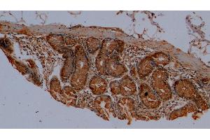 Detection of MUC2 in Porcine Colon Tissue using Polyclonal Antibody to Mucin 2 (MUC2) (MUC2 antibody  (AA 36-351))