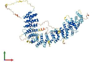 AlphaFold protein structure predicition of Mouse Recombinant Tex10 Protein, UniprotID Q3URQ0 (TEX10 Protein (AA 1-928) (His tag))