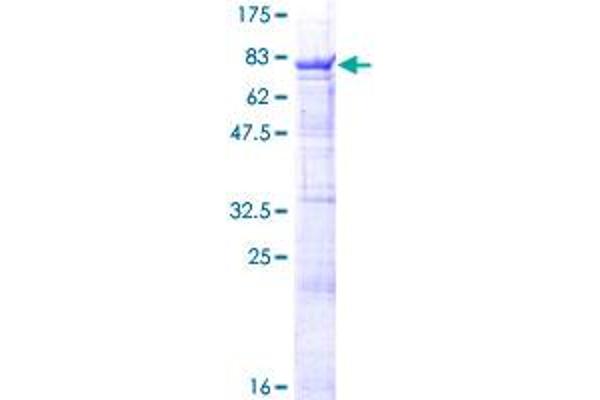 RBPJ Protein (AA 1-487) (GST tag)