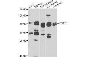 Western blot analysis of extracts of various cell lines, using PSAT1 antibody (ABIN6293473) at 1:1000 dilution.