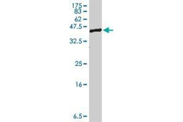 FBXL13 antibody  (AA 636-734)