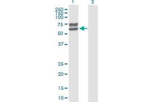 Western Blot analysis of LCTL expression in transfected 293T cell line by LCTL MaxPab polyclonal antibody. (LCTL antibody  (AA 1-567))