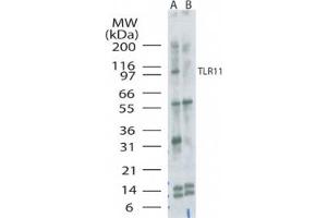 Image no. 1 for anti-Toll-Like Receptor 11 (Tlr11) (AA 900-950) antibody (ABIN301711) (TLR11 antibody  (AA 900-950))