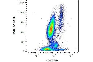 Surface staining of CD200 in human peripheral blood with anti-CD200 (OX-104) FITC. (CD200 antibody  (FITC))