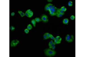 Immunofluorescence staining of HepG2 cells with ABIN7158426 at 1:133, counter-stained with DAPI. (LSR antibody  (AA 112-233))