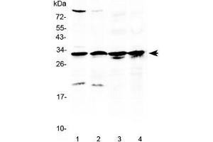 Western blot testing of 1) rat testis, 2) mouse testis, 3) human MCF7 and 4) human A549 lysate with RPS6 antibody at 0.