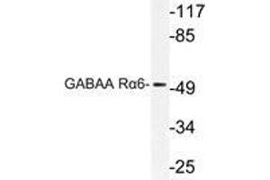 Western blot (WB) analysis of GABAA Rα6 antibody in extracts from Jurkat cells. (GABRA6 antibody)