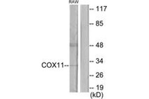 Western Blotting (WB) image for anti-COX11 Cytochrome C Oxidase Assembly (COX11) (AA 51-100) antibody (ABIN2889930) (COX11 antibody  (AA 51-100))