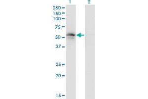 Western Blot analysis of PLIN3 expression in transfected 293T cell line by PLIN3 monoclonal antibody (M01), clone 2F7. (PLIN3 antibody  (AA 1-434))
