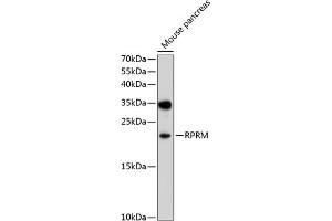 Western blot analysis of extracts of mouse pancreas, using RPRM antibody (ABIN6133164, ABIN6147189, ABIN6147190 and ABIN6214113) at 1:1000 dilution. (Reprimo antibody  (AA 1-109))