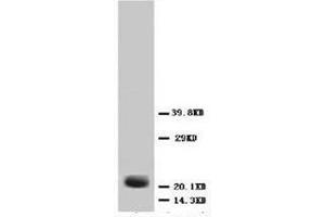 Western blot analysis og Hela cell lysis using FGF4 antibody (FGF4 antibody  (C-Term))