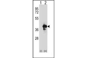 Image no. 3 for anti-Apurinic/Apyrimidinic Endonuclease 1 (APEX1) (AA 40-70), (N-Term) antibody (ABIN358027) (APEX1 antibody  (N-Term))