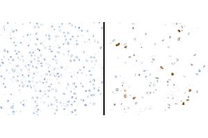 Immunocytochemistry (ICC) image for anti-Indoleamine 2,3-Dioxygenase 1 (IDO1) (AA 1-403) antibody (ABIN7449541) (Recombinant IDO1 antibody  (AA 1-403))
