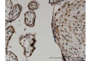 Image no. 1 for anti-WW Domain Containing Transcription Regulator 1 (WWTR1) (AA 201-300) antibody (ABIN599544) (WWTR1 antibody  (AA 201-300))