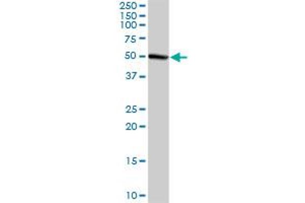 GMPPA antibody  (AA 1-420)