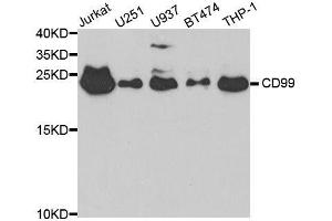 Western blot analysis of extracts of various cell lines, using CD99 antibody. (CD99 antibody  (AA 23-185))