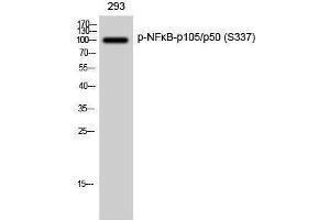 Western Blotting (WB) image for anti-Nuclear Factor of kappa Light Polypeptide Gene Enhancer in B-Cells 1 (NFKB1) (pSer337) antibody (ABIN3182085) (NFKB1 antibody  (pSer337))