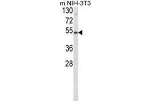 Western blot analysis of PISD Antibody (Center) in NIH-3T3 cell line lysates (35ug/lane). (PISD antibody  (Middle Region))