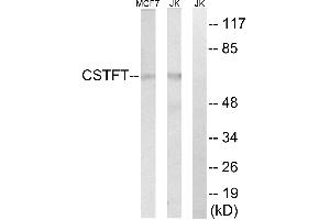 Western blot analysis of extracts from MCF-7 cells and Jurkat cells, using CSTF2T antibody.
