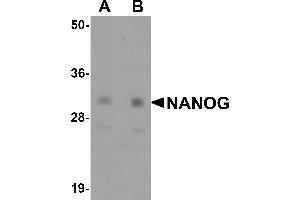 Western Blotting (WB) image for anti-Nanog Homeobox (NANOG) (Middle Region) antibody (ABIN1031009) (Nanog antibody  (Middle Region))