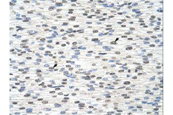 RBM28 antibody  (AA 651-700)