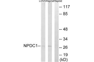 Western blot analysis of extracts from LOVO cells and HepG2 cells, using NPDC1 antibody. (NPDC1 antibody  (Internal Region))