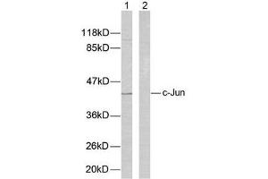 Western blot analysis of extracts from HeLa cells using c-Jun (Ab-73) antibody (E021003). (C-JUN antibody)