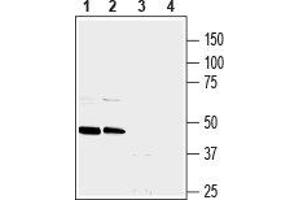 Western Blotting (WB) image for anti-Neuropeptide Y Receptor Y1 (NPY1R) (AA 197-210), (Extracellular) antibody (ABIN7043372)