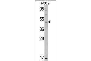 Western blot analysis of GATA2 Antibody (C-term) (ABIN390740 and ABIN2841005) in K562 cell line lysates (35 μg/lane). (GATA2 antibody  (C-Term))