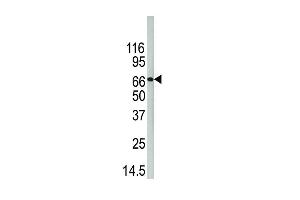 Western blot analysis of anti-D4 b (ABIN389125 and ABIN2839308) in 293 cell line lysate. (PAD4 antibody  (C-Term))