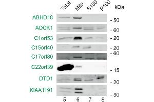 Subcellular fractions of HEK293T cells were analyzed by western blotting using antibodies directed against the indicated marker (black) and MitoCoP identified/validated proteins (green). (C1ORF53 antibody  (AA 81-145))